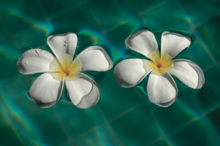 Visual story telling, a hint of superb light, a pool and exotic flowers. Simple, yet sends a strong message.